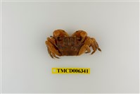 藏品(斑點擬相手蟹)的圖片